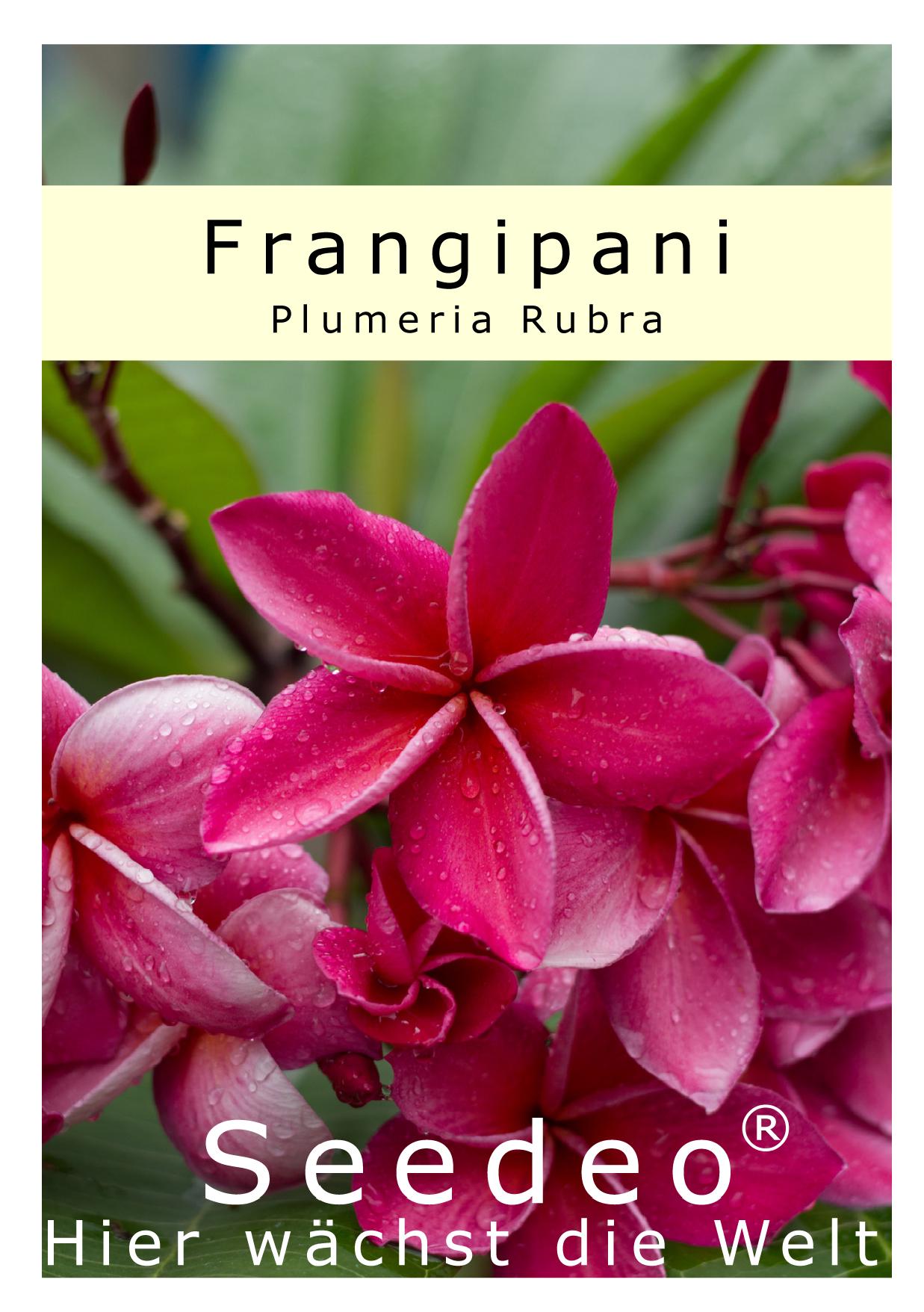 Seedeo® Frangipani (Plumeria Rubra) 7 Samen