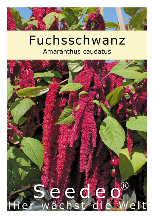 Seedeo® Fuchsschwanz (Amaranthus caudatus) 500 Samen