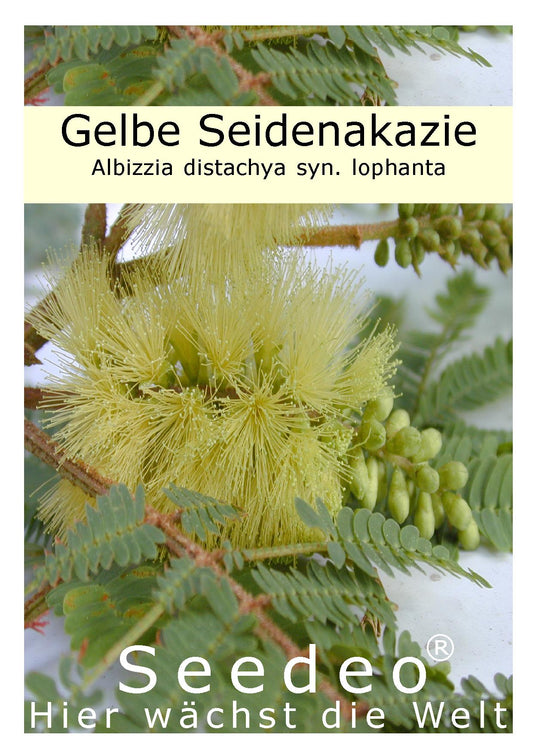 Seedeo® Gelbe Seidenakazie (Albizzia lophanta) 40 Samen