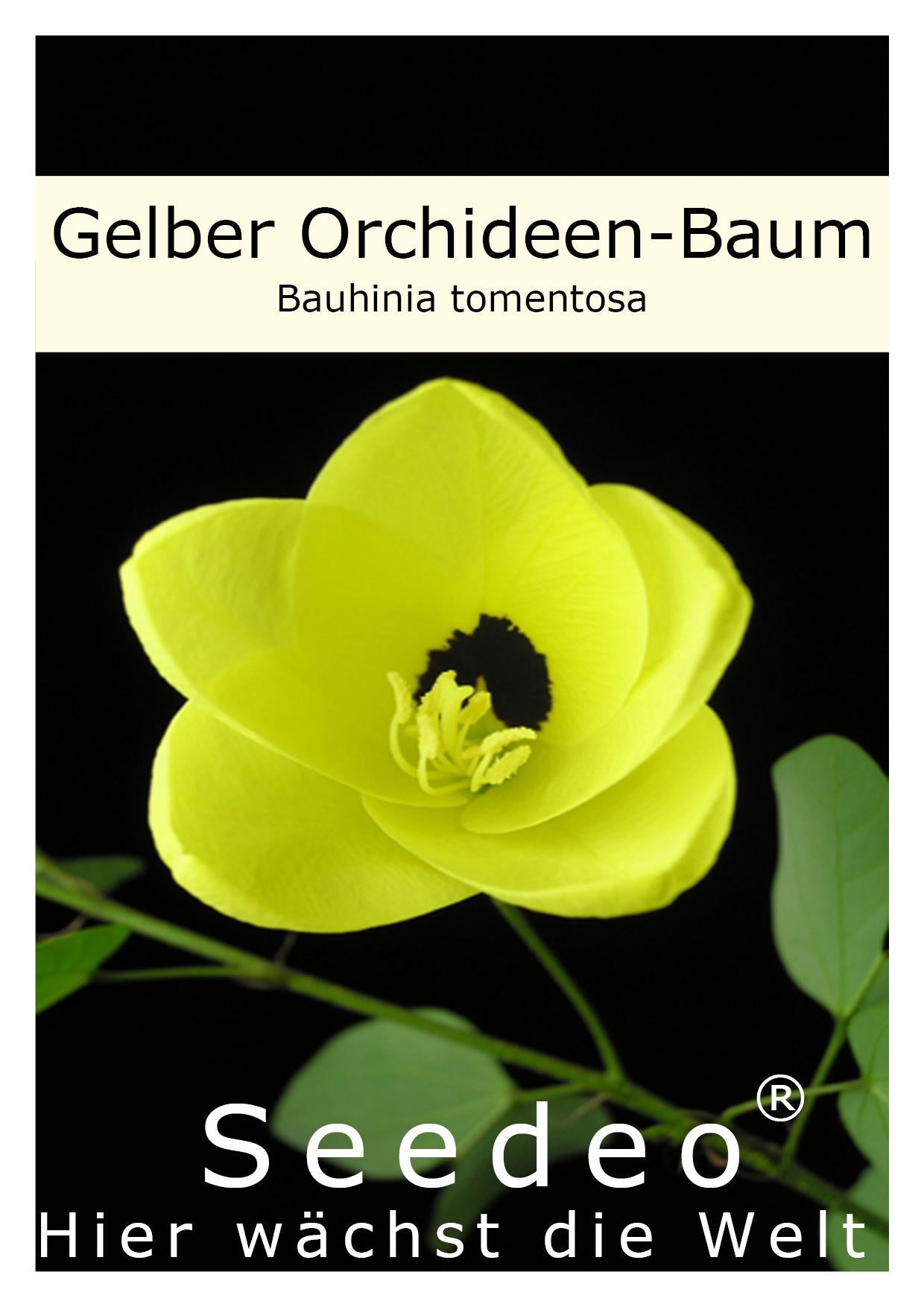 Seedeo® Gelber Orchideen-Baum (Bauhinia tomentosa) 20 Samen