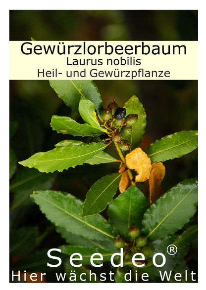 Seedeo® Gewürzlorbeerbaum (Laurus nobilis) 6 Samen