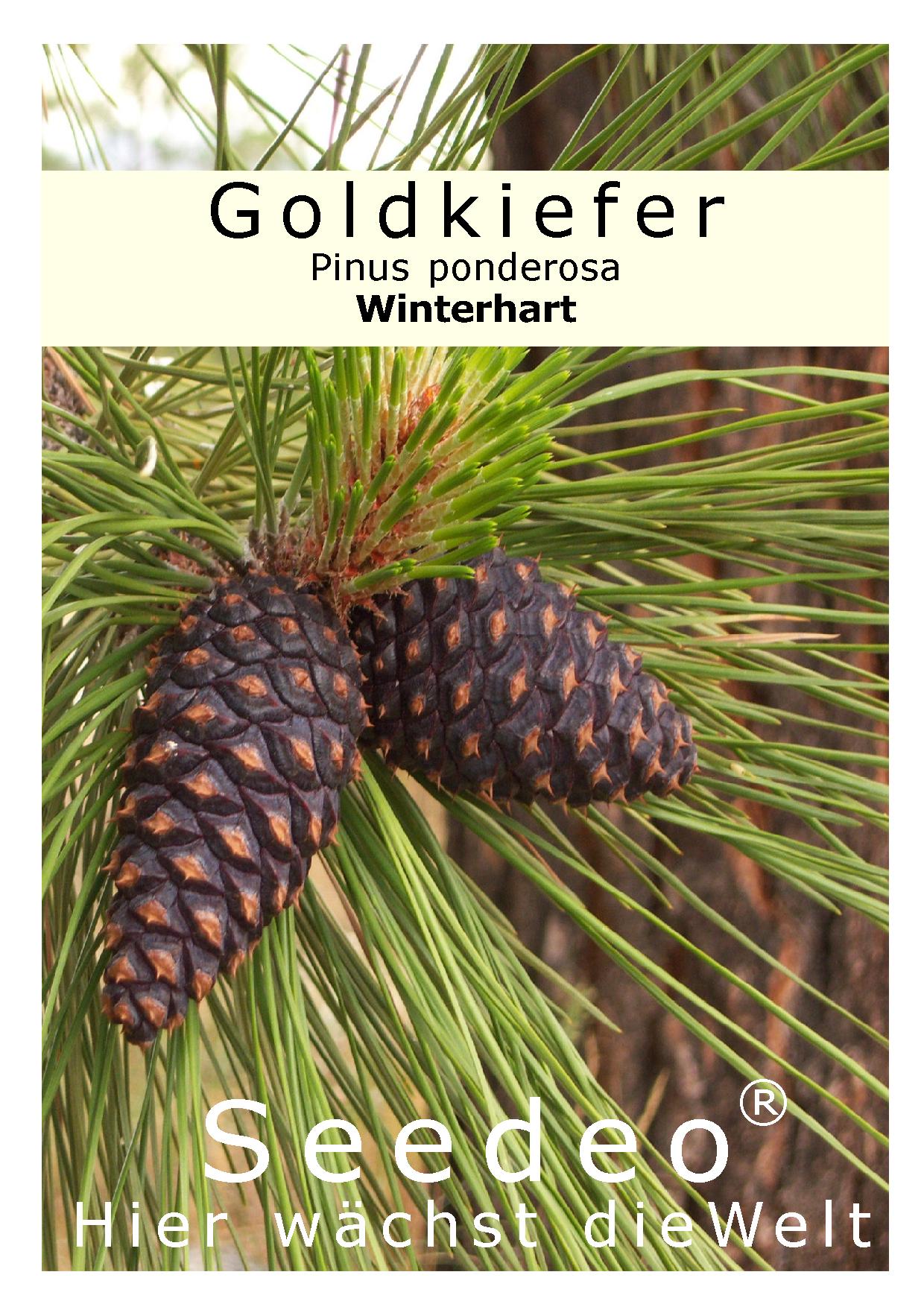 Seedeo® Goldkiefer (Pinus Ponderosa) 25 Samen