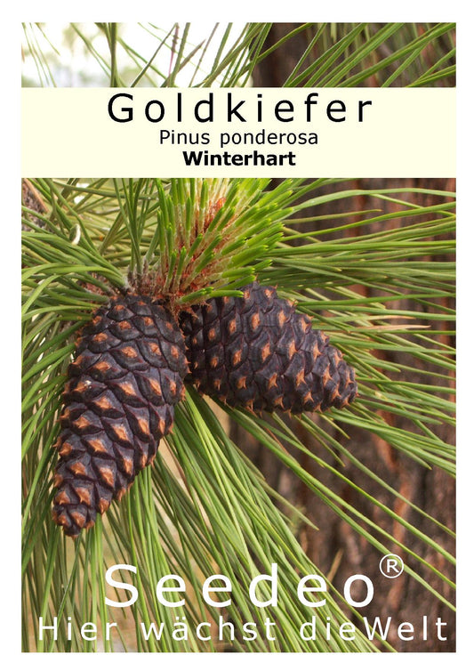 Seedeo® Goldkiefer (Pinus Ponderosa) 25 Samen
