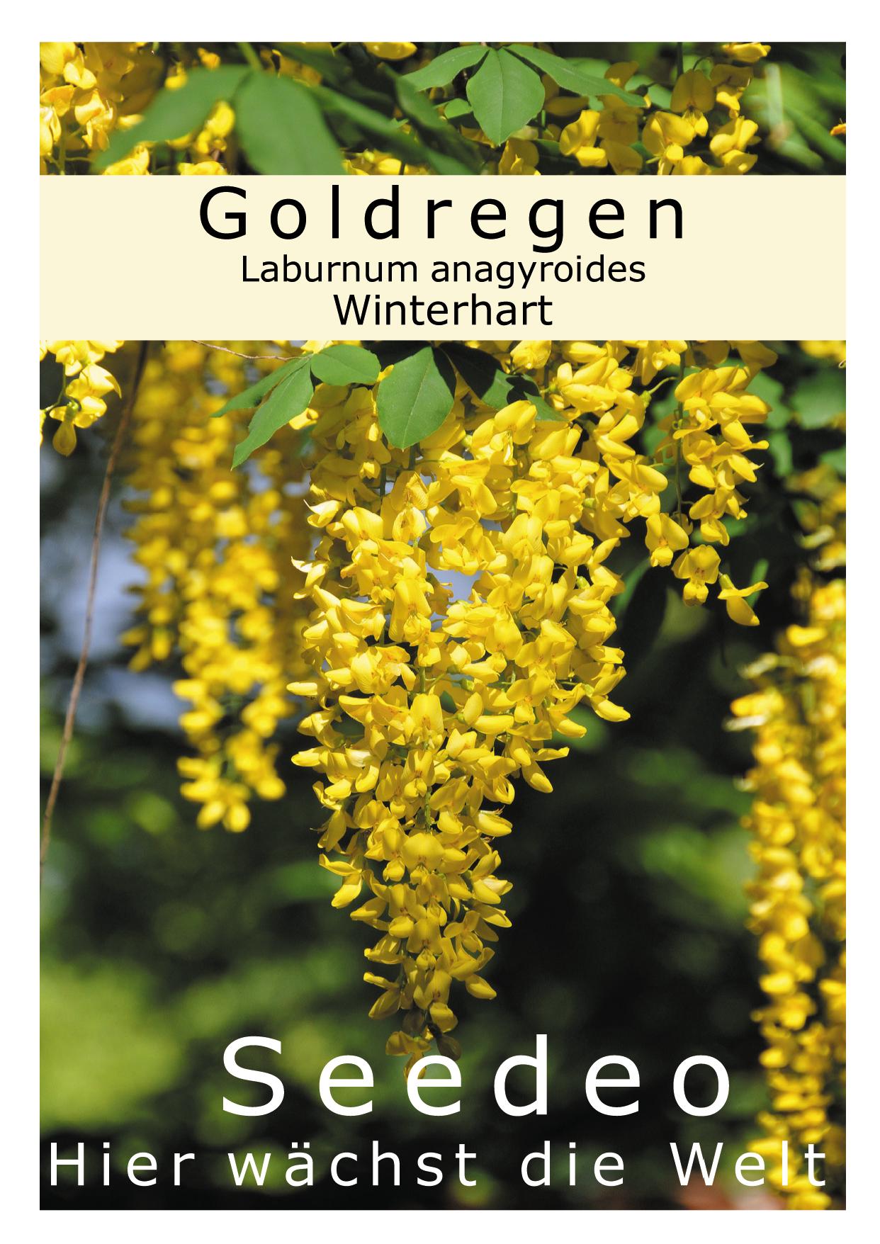 Seedeo® Goldregen (Laburnum anagyroides) 35 Samen