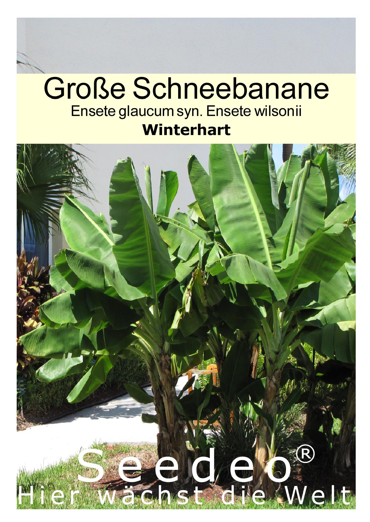 Seedeo® Große Schneebanane  (Ensete glaucum syn. Ensete wilsonii) 10 Samen
