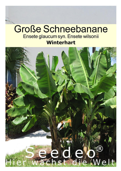 Seedeo® Große Schneebanane  (Ensete glaucum syn. Ensete wilsonii) 10 Samen