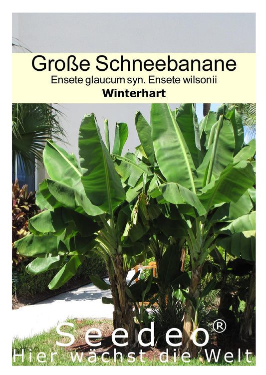 Seedeo® Große Schneebanane  (Ensete glaucum syn. Ensete wilsonii) 10 Samen