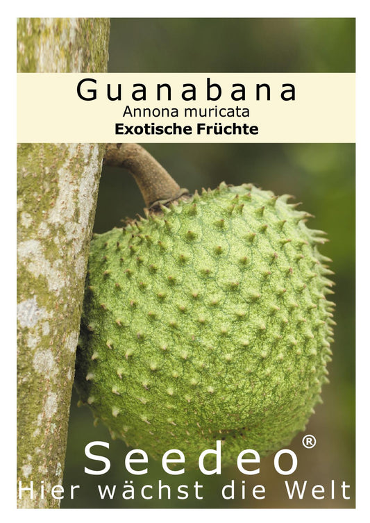 Seedeo® Guanabana Annona muricata 13 Samen