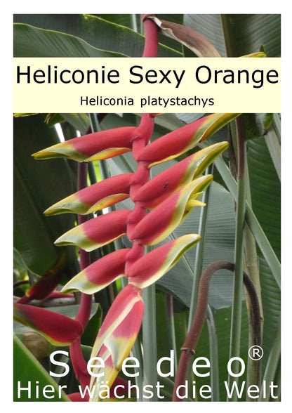 Seedeo® Heliconie Sexy Orange (Heliconia platystachys) 10 Samen