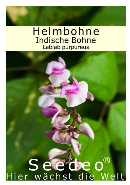 Seedeo® Helmbohne/IndischeBohne (Lablab purpureus) 30 Samen