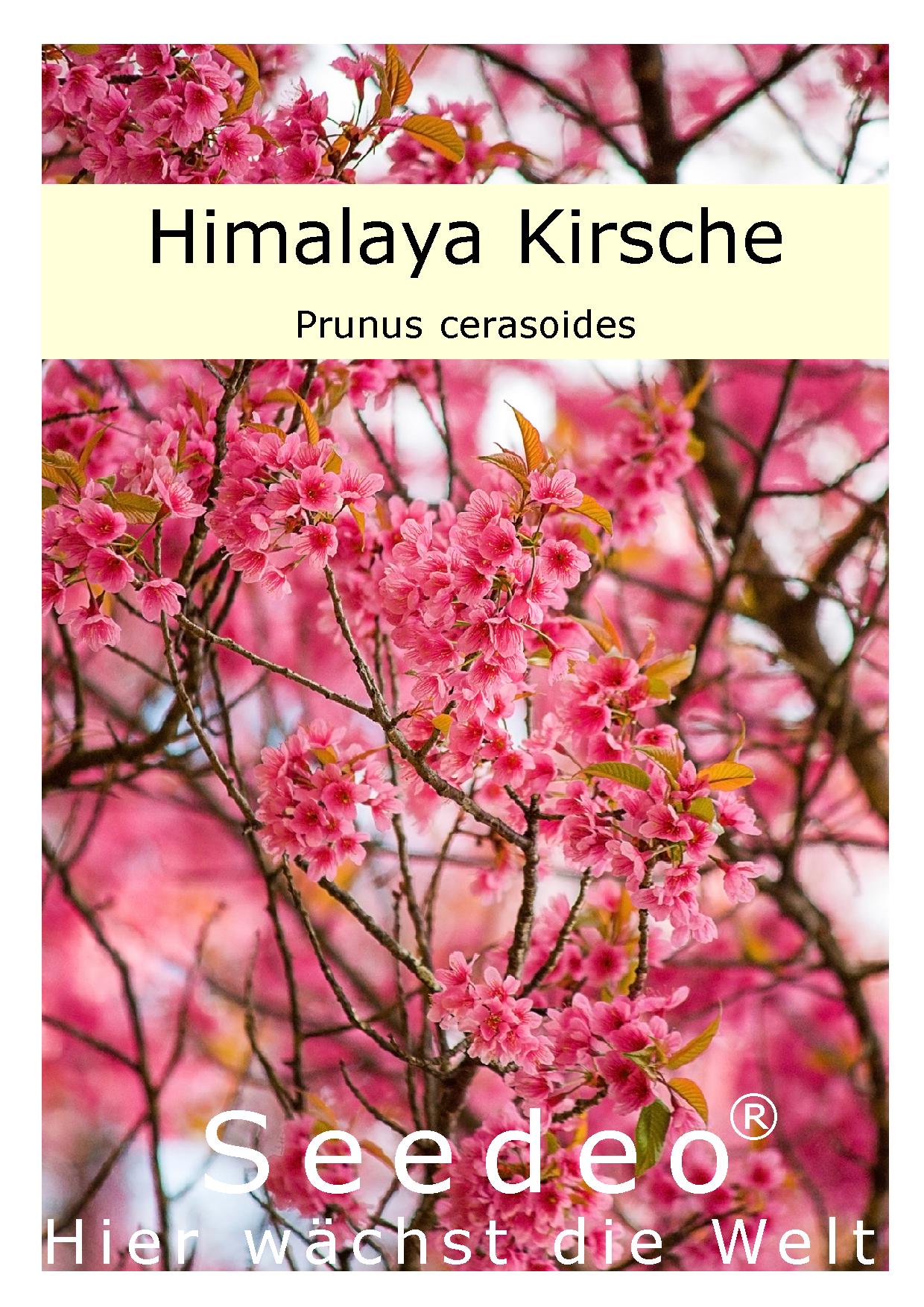 Seedeo® Himalaya Kirsche (Prunus cerasoides) 20 Samen