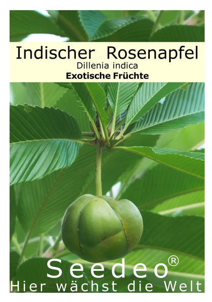 Seedeo® Indischer Rosenapfel (Dillenia indica) 30 Samen