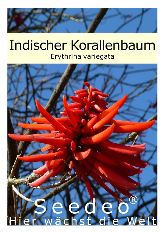 Seedeo® Indischer Korallenbaum (Erythrina variegata) 8 Samen