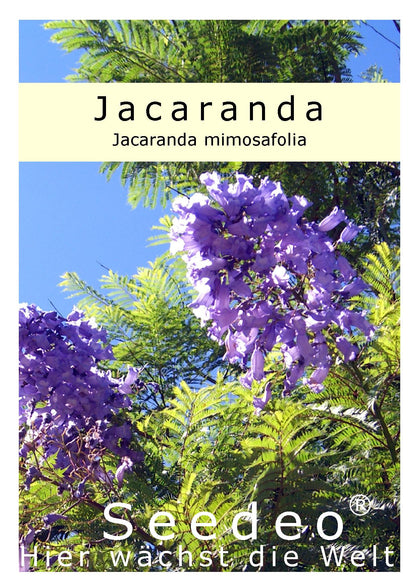 Seedeo® Jacaranda (Jacaranda mimosafolia) 50 Samen