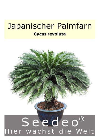 Seedeo® Japanischer Palmfarn (Cycas revoluta) 2 Samen