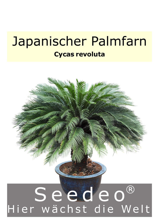 Seedeo® Japanischer Palmfarn (Cycas revoluta) 2 Samen