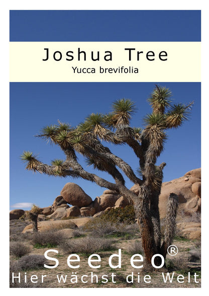 Seedeo® Joshua Tree (Yucca brevifolia) 10 Samen