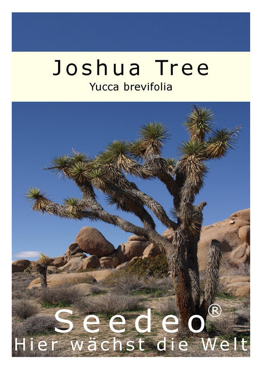 Seedeo® Joshua Tree (Yucca brevifolia) 10 Samen