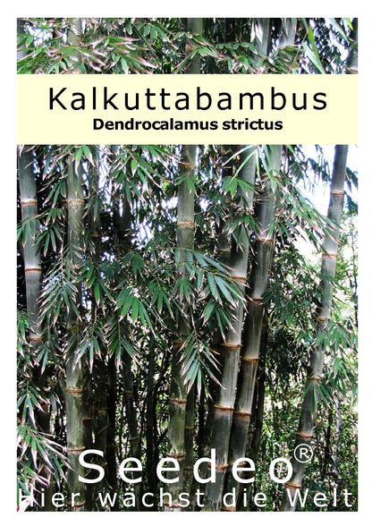 Seedeo® Kalkuttabambus (Dendrocalamus strictus) 60 Samen