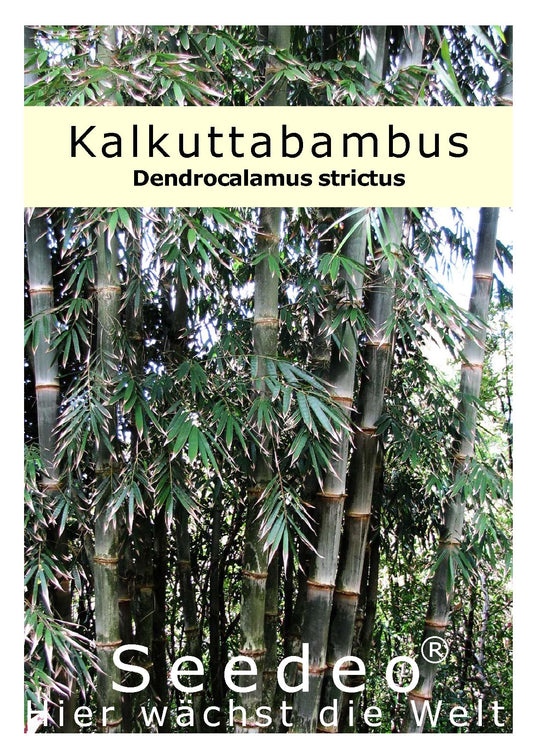 Seedeo® Kalkuttabambus (Dendrocalamus strictus) 60 Samen
