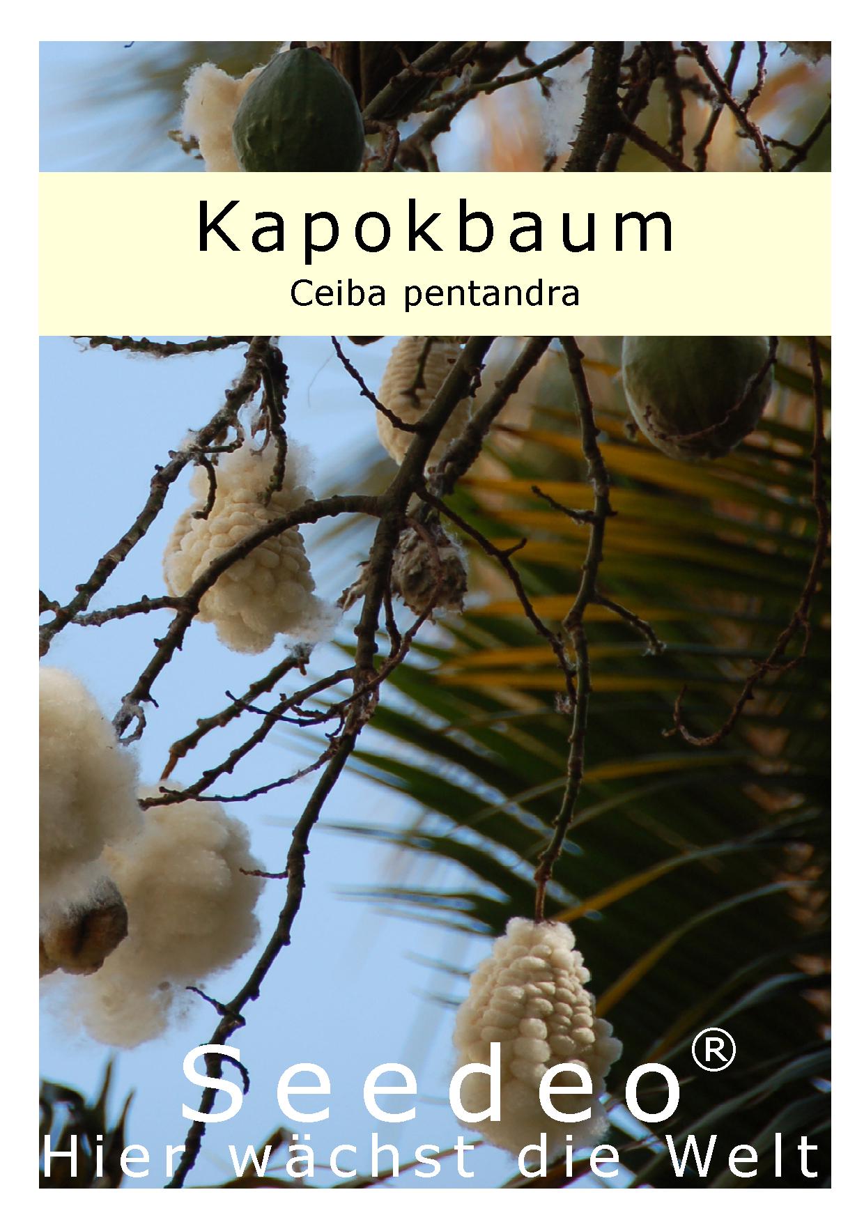 Seedeo® Kapokbaum (Ceiba pentandra ) 20 Samen