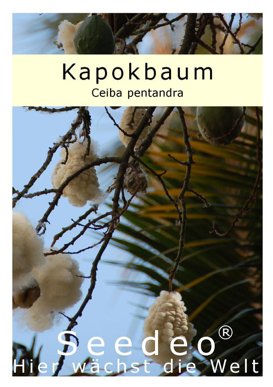 Seedeo® Kapokbaum (Ceiba pentandra ) 20 Samen