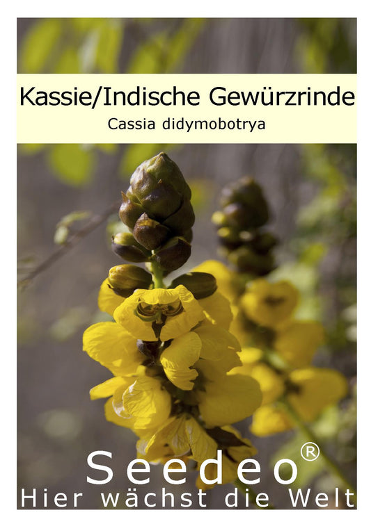 Seedeo® Kassie/Indische Gewürzrinde (Senna didymobotrya) 20 Samen