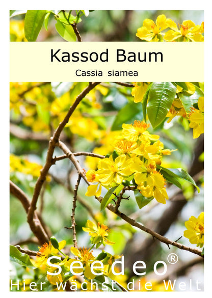 Seedeo® Kassod Baum (Cassia siamea) 50 Samen