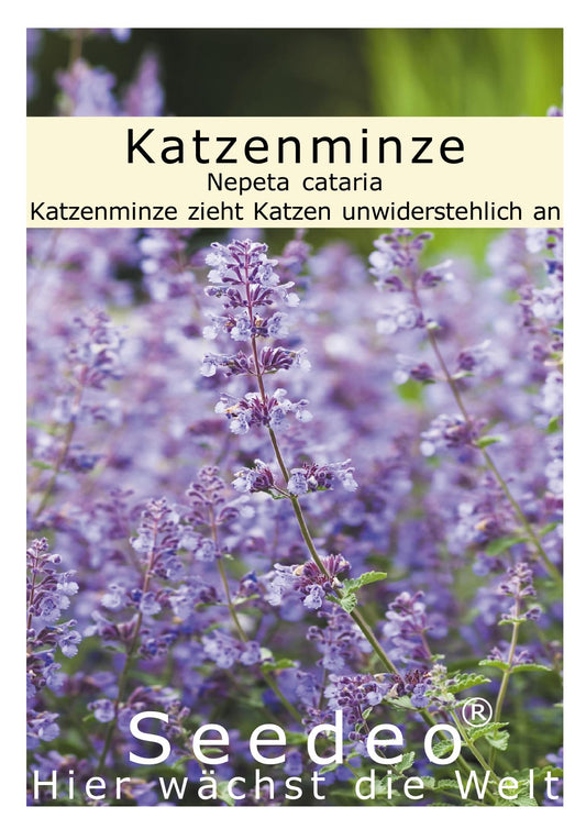 Seedeo® Katzenminze ( Nepeta cataria ) 1000 Samen