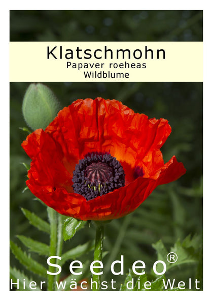 Seedeo® Klatschmohn (Papaver roeheas) 1000 Samen