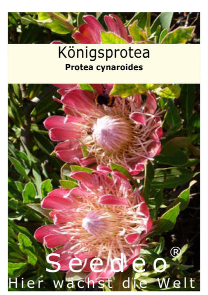 Seedeo® Anzuchtset Königsprotea (Protea cynaroides)