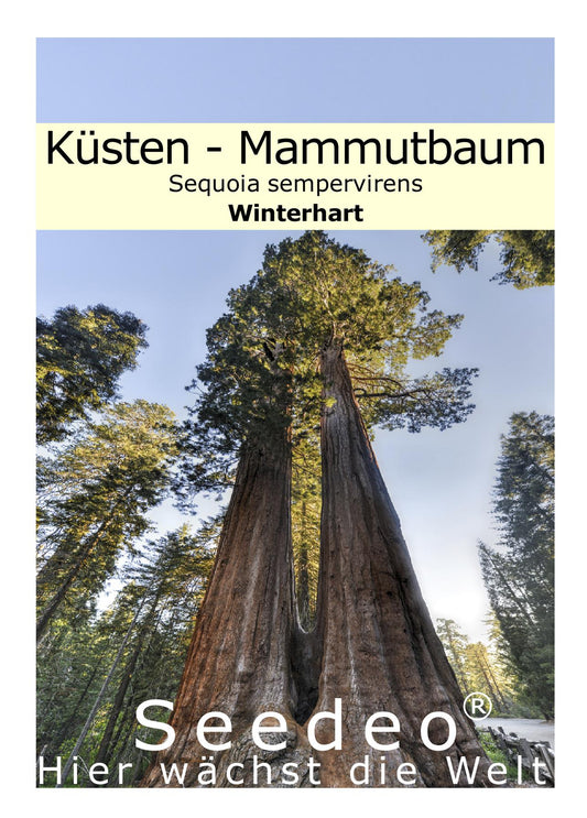 Seedeo® Küsten - Mammutbaum (Sequoia sempervirens) 50 Samen