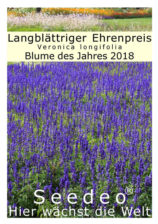 Seedeo® Langblättriger Ehrenpreis (Veronica longifolia L.) 300 Samen Blume des Jahres 2018