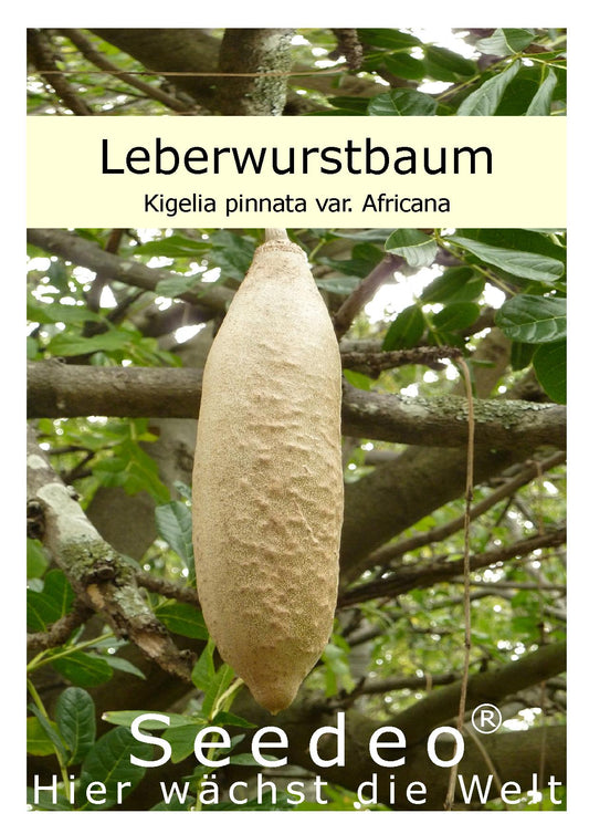Seedeo® Leberwurstbaum (Kigelia pinnata var. Africana)10 Samen