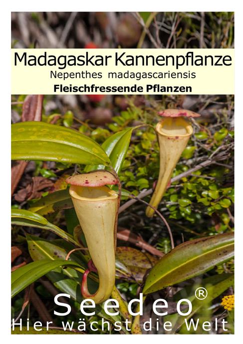 Seedeo® Madagaskar Kannenpflanze (Nepenthes madagascariensis) 20 Samen inkl. Anzuchtsubstrat