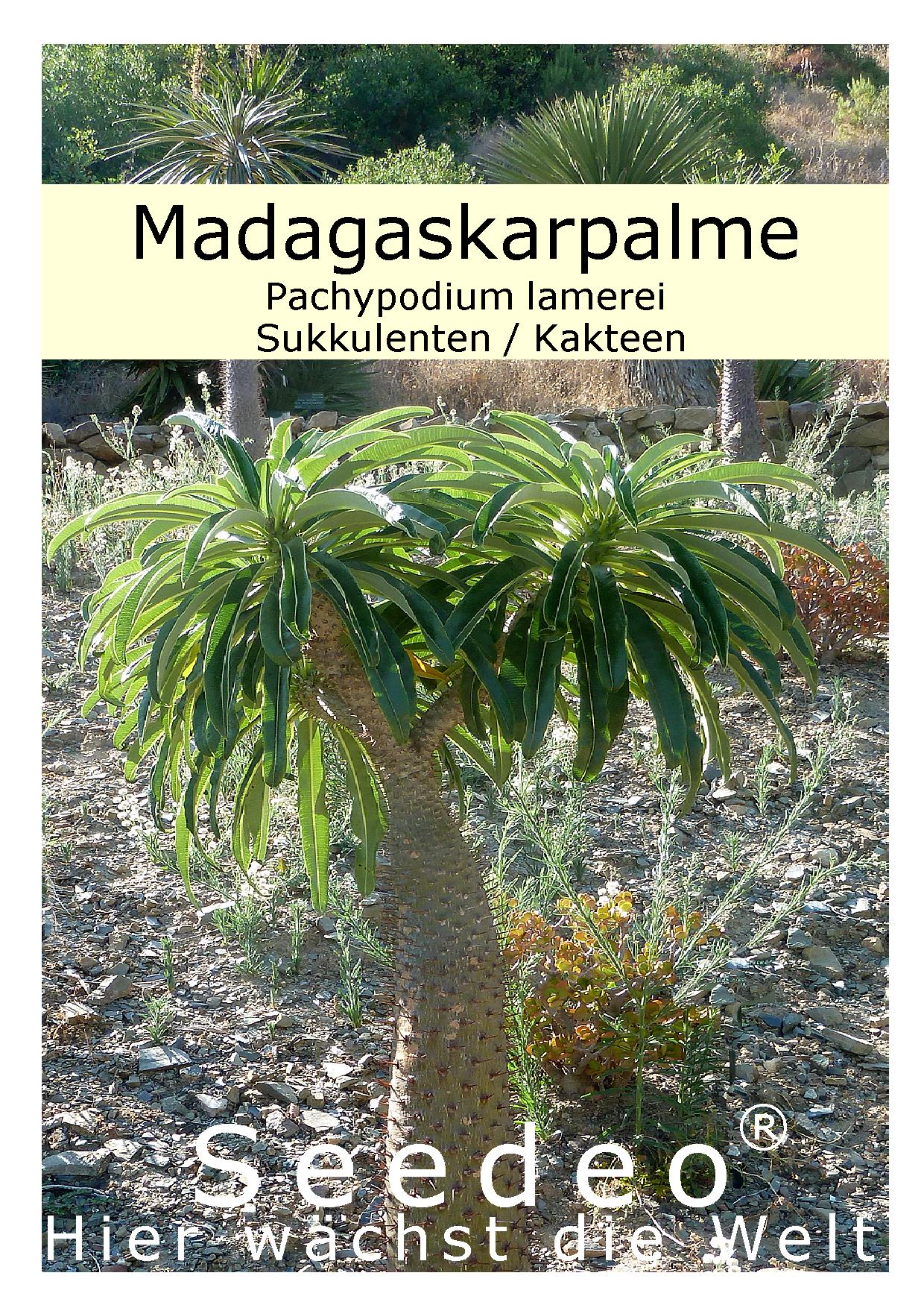 Seedeo® Madagaskarpalme (Pachypodium lamerei) 10 Samen