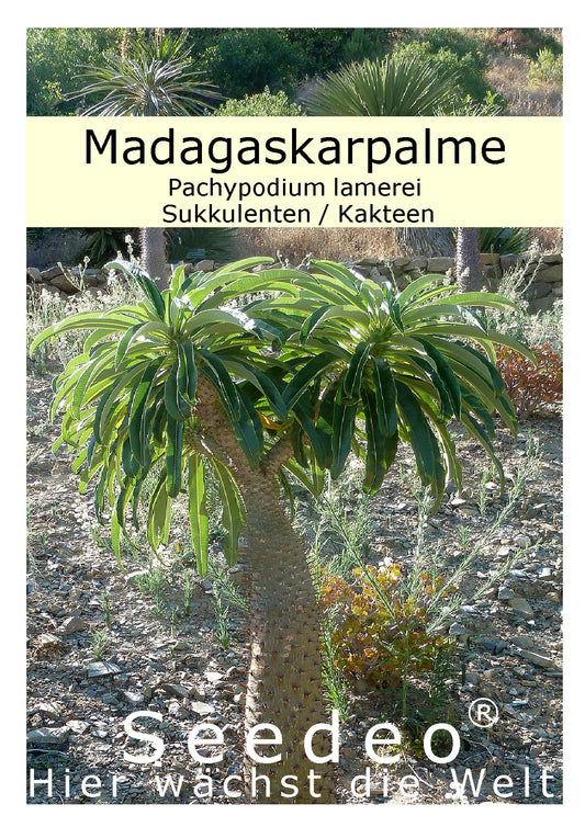 Seedeo® Madagaskarpalme (Pachypodium lamerei) 10 Samen