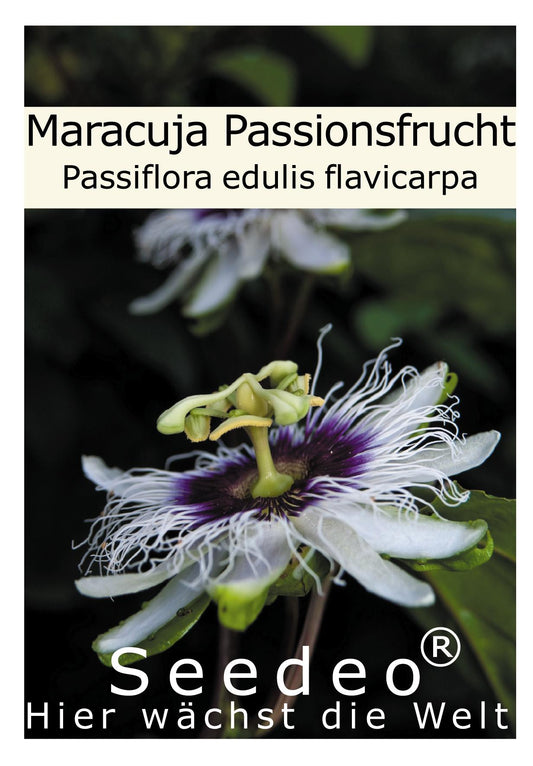 Seedeo® Maracuja Passionsfrucht (Passiflora edulis flavicarpa) 20 Samen