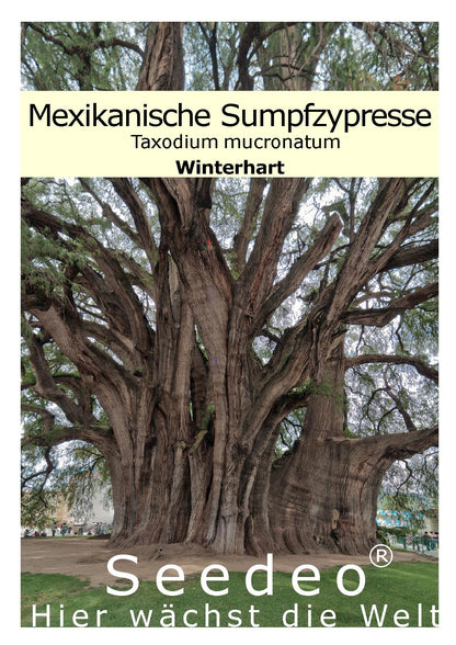 Seedeo® Mexikanische Sumpfzypresse  Taxodium mucronatum 60 Samen