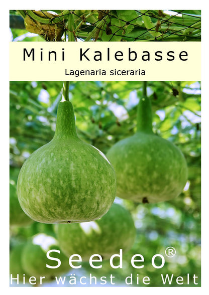 Seedeo® Afrikanische Mini Kalebase (Lagenaria siceraria) 15 Samen
