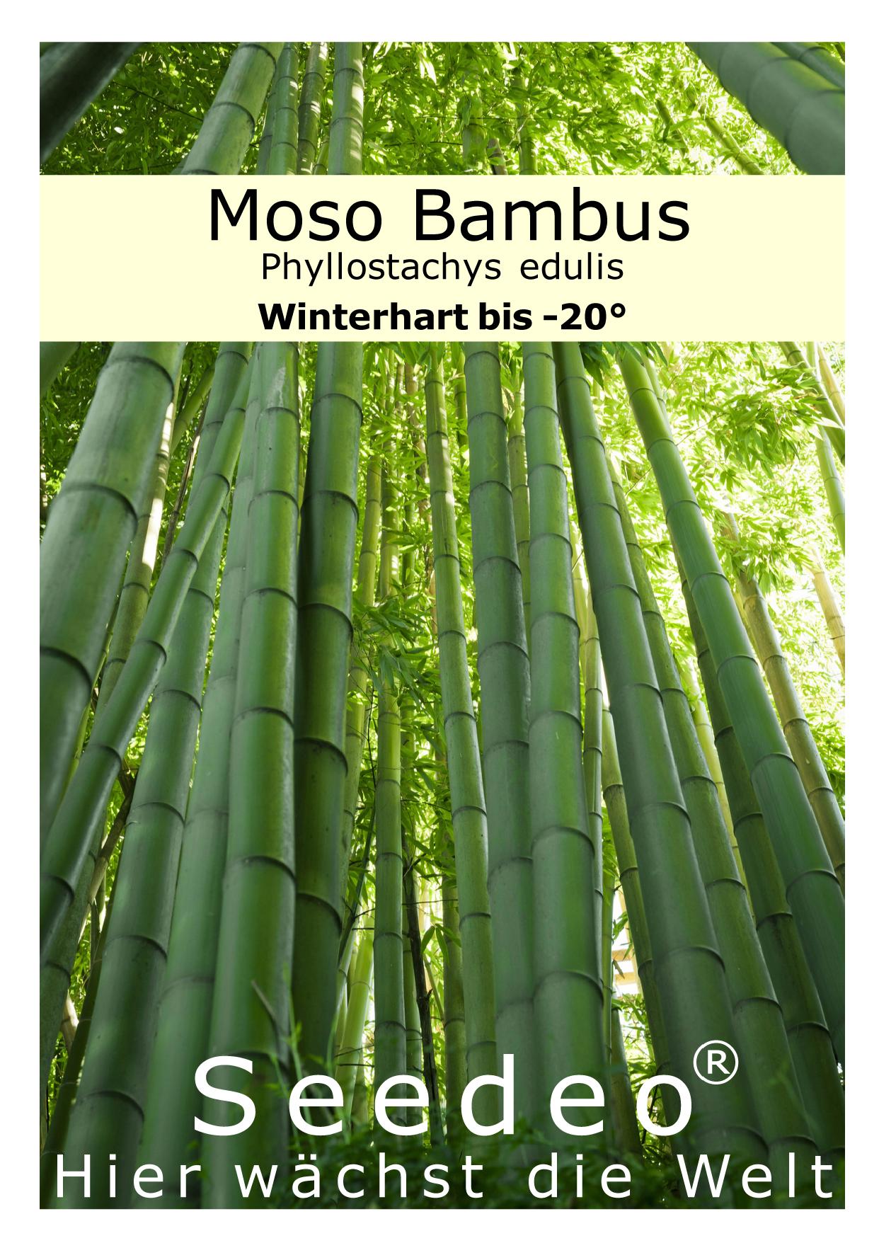 Seedeo® Moso Bambus (Riesenbambus) Phyllostachys edulis 100 Samen