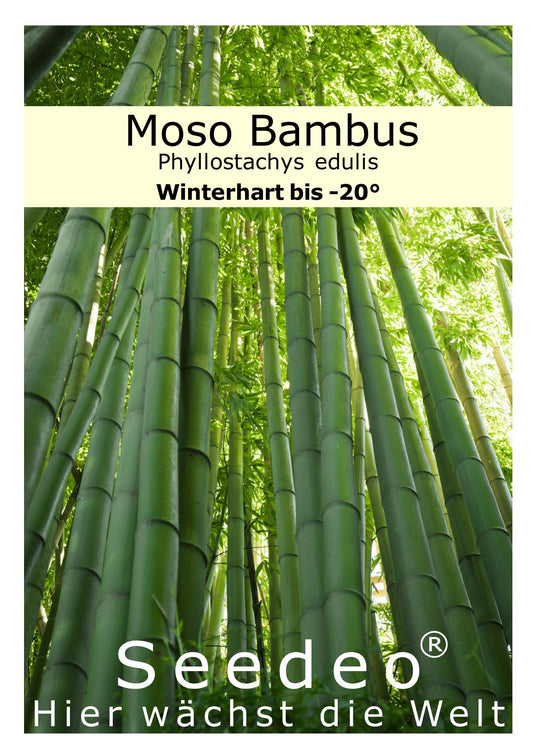 Seedeo® Moso Bambus (Riesenbambus) Phyllostachys edulis 100 Samen