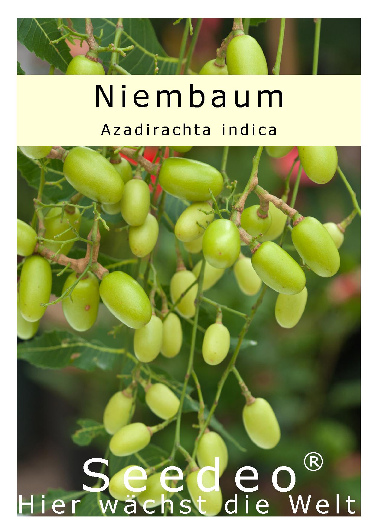 Seedeo® Niembaum / Neem Tree    (Azadirachta indica) 20 Samen