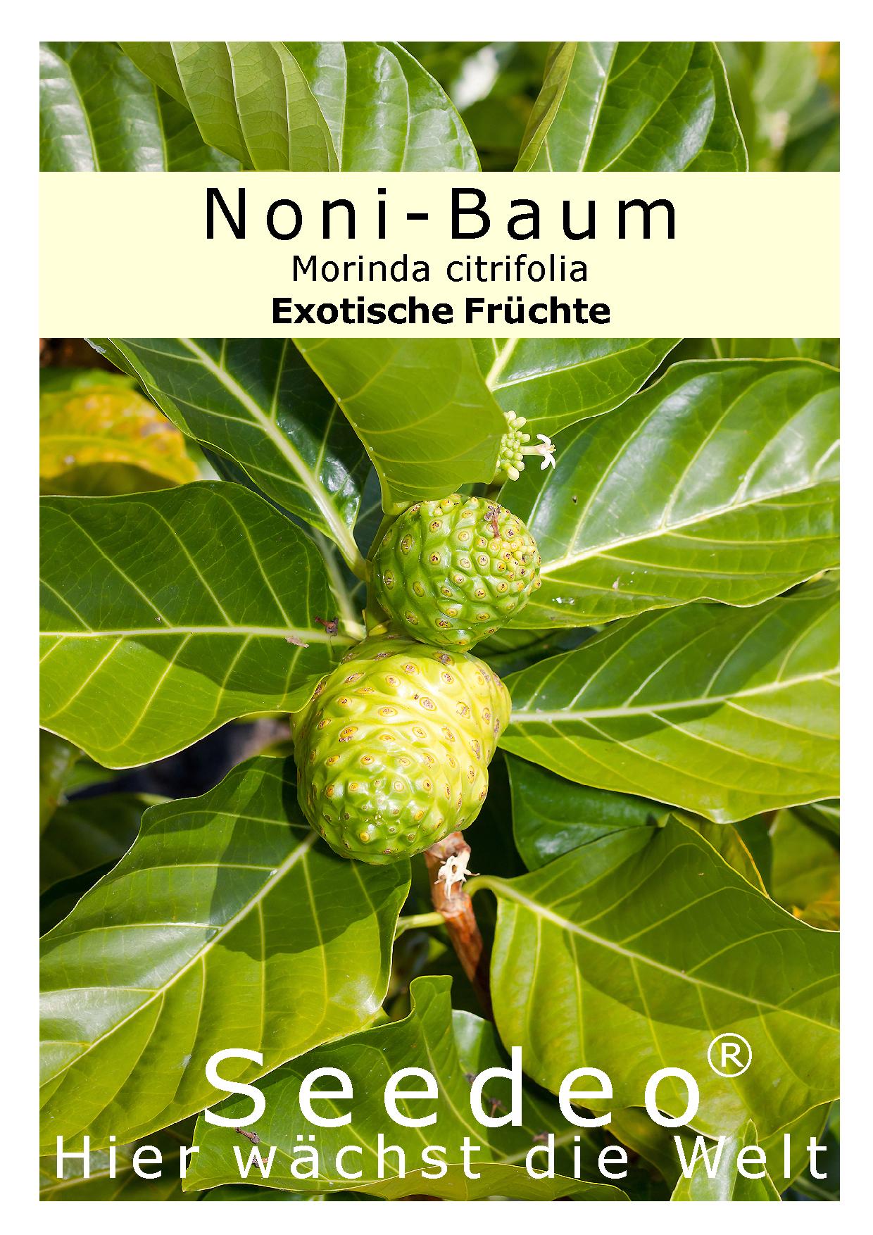 Seedeo® Noni-Baum (Morinda citrifolia ) 10 Samen