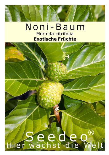 Seedeo® Noni-Baum (Morinda citrifolia ) 10 Samen