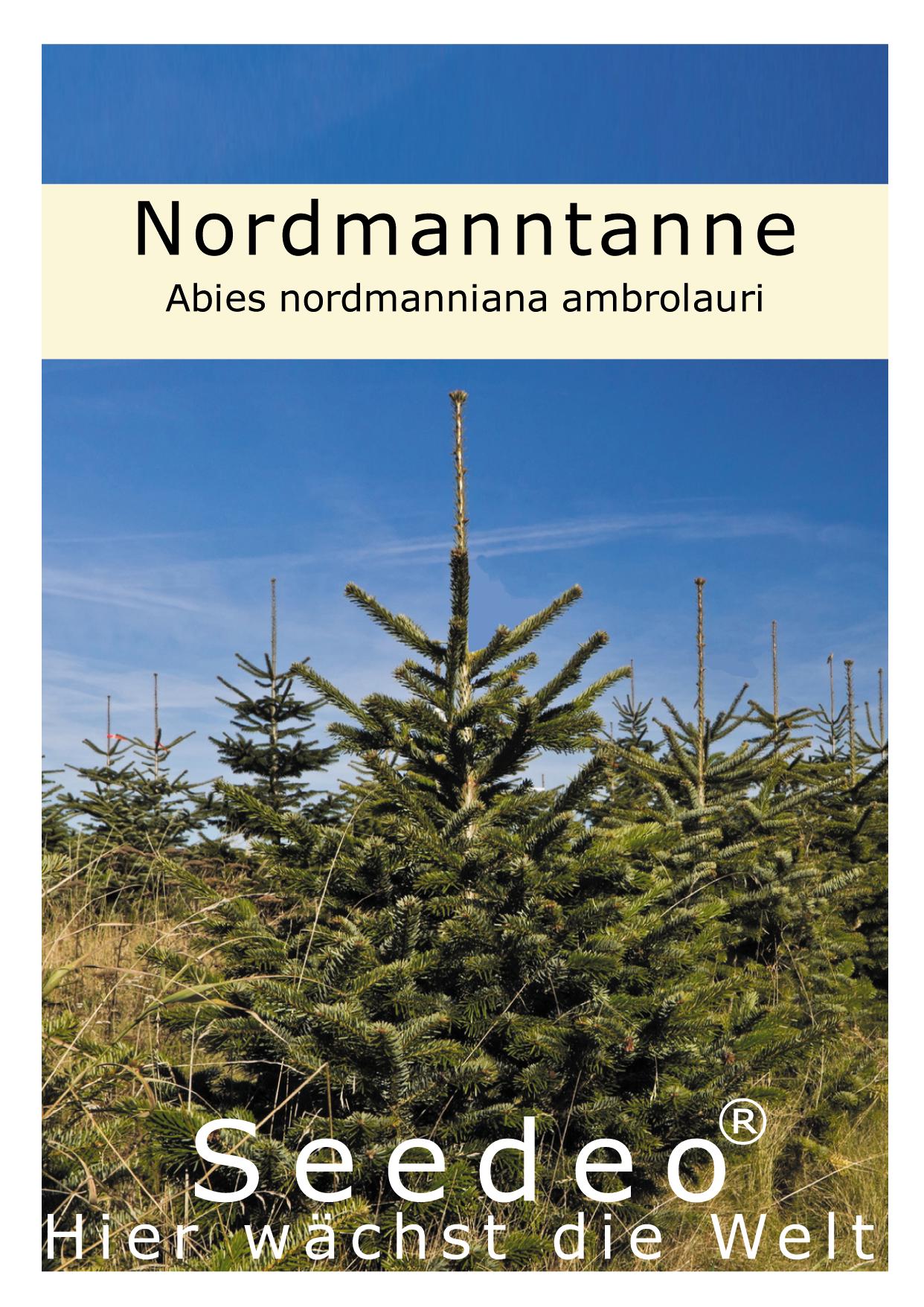 Seedeo® Nordmanntanne (Abies nordmanniana ambrolauri ) 20 Samen