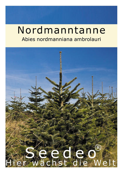 Seedeo® Nordmanntanne (Abies nordmanniana ambrolauri ) 20 Samen