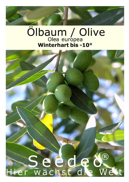 Seedeo® Olive/Ölbaum (Olea europaea) 20 Samen