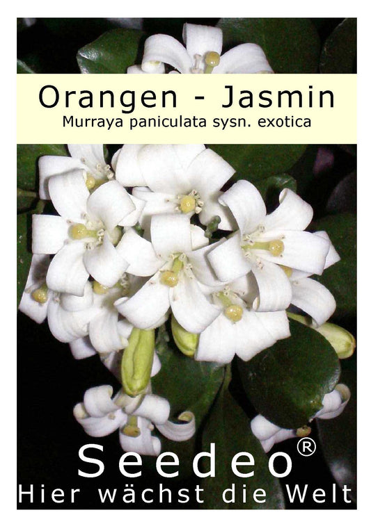 Seedeo® Orangen-Jasmin (Murraya paniculata) 10 Samen