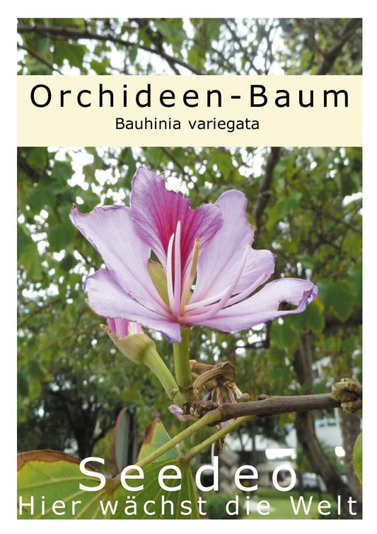 Seedeo® Orchideen - Baum (Bauhinia variegata) 10 Samen